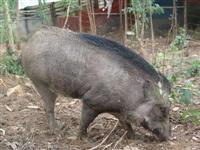Giới thiệu Lợn mường & Lợn rừng